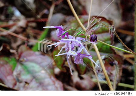 船の錨に似た花 86094497