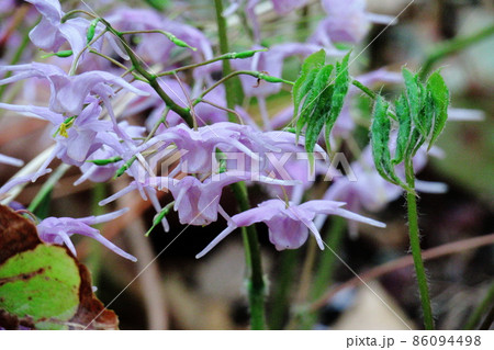 船の錨に似た花 船の錨に似た花 86094498