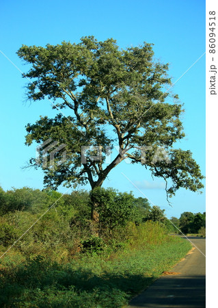 サバンナに生える木 サバンナに生える木 86094518
