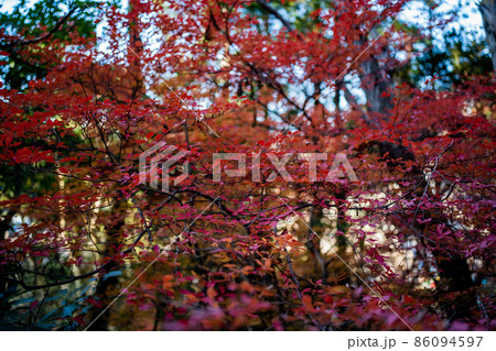 紅葉の森 紅葉の森 86094597