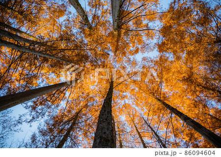 紅葉の高い木を見上げた風景 86094604