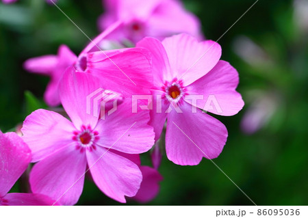 地面を覆い尽くすように咲き誇る 86095036