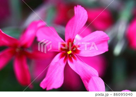 地面を覆い尽くすように咲き誇る 86095040