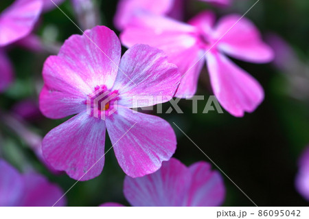 地面を覆い尽くすように咲き誇る 86095042