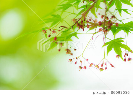 新緑に咲くもみじの花 86095056