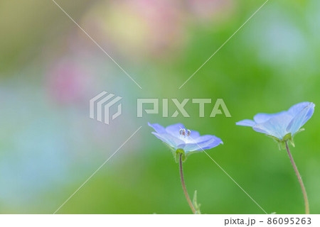 満開のネモフィラ 満開のネモフィラ 86095263