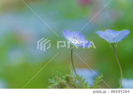 満開のネモフィラ 満開のネモフィラ 86095264
