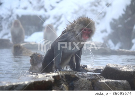 長野、地獄谷野猿公苑のお猿のちょうど出るところ 86095674