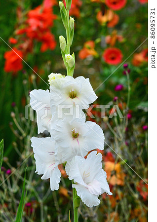 グラジオラス グラジオラス 86095731
