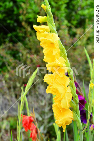 グラジオラス 86096276