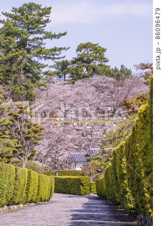松阪観光スポット　桜と御番城屋敷　桜咲く松坂城跡(松阪)　春の三重県の観光地 86096479