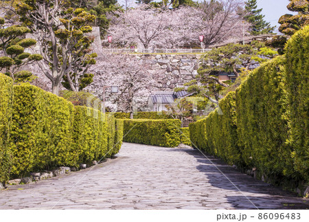 松阪観光スポット 桜と御番城屋敷 桜と松坂城跡(松阪) 春の三重県の観光地 松阪観光スポット 桜と御番城屋敷 桜と松坂城跡(松阪) 春の三重県の観光地 86096483