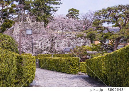 松阪観光スポット　桜と御番城屋敷　桜と松坂城跡(松阪)　春の三重県の観光地 86096484