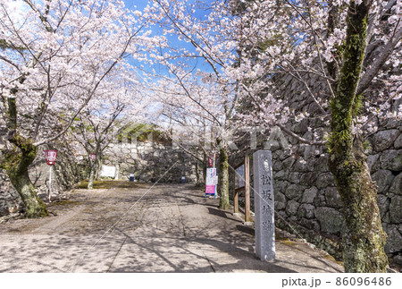 松阪観光スポット　桜と松坂城跡(松阪)　春の三重県の観光地 86096486