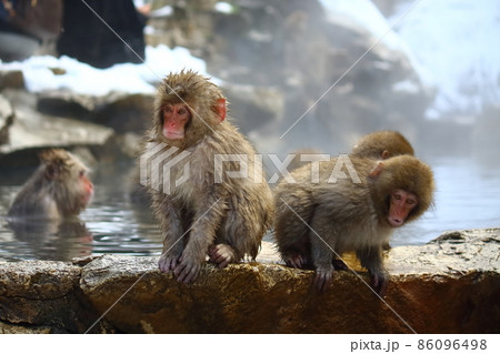 長野、地獄谷野猿公苑の子猿 長野、地獄谷野猿公苑の子猿 86096498