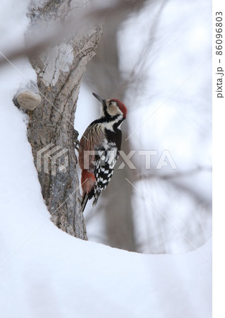 オオアカゲラ、大赤啄木鳥、エゾオオアカゲラ アカゲラ 北海道野鳥 オオアカゲラ、大赤啄木鳥、エゾオオアカゲラ アカゲラ 北海道野鳥 86096803