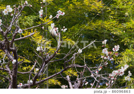 万博記念公園の梅の花とウグイス、大阪府吹田市 86096863