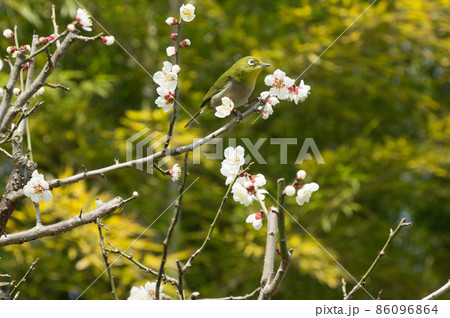 万博記念公園の梅の花とウグイス、大阪府吹田市 86096864