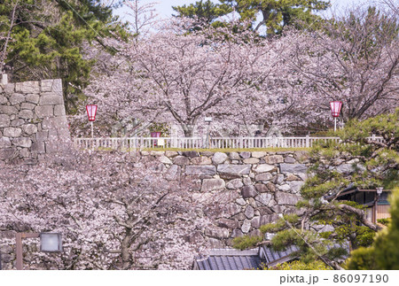 松阪観光スポット　桜と松坂城跡(松阪)　桜と松阪公園　春の三重県の観光地 86097190
