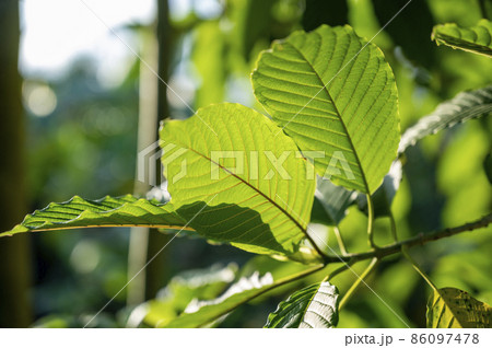 Kratom (Mitragyna speciosa) green Is a type of drug Kratom (Mitragyna speciosa) green Is a type of drug 86097478