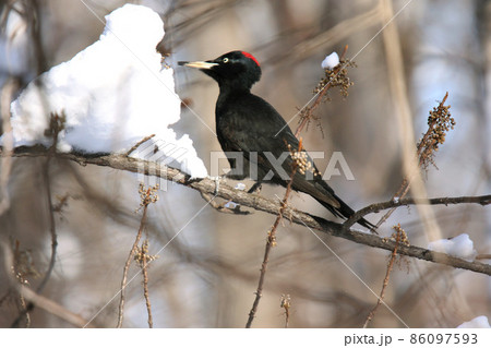クマゲラ くまげら 熊啄木鳥 北海道野鳥 クマゲラ くまげら 熊啄木鳥 北海道野鳥 86097593