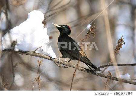 クマゲラ　くまげら　熊啄木鳥　北海道野鳥 86097594