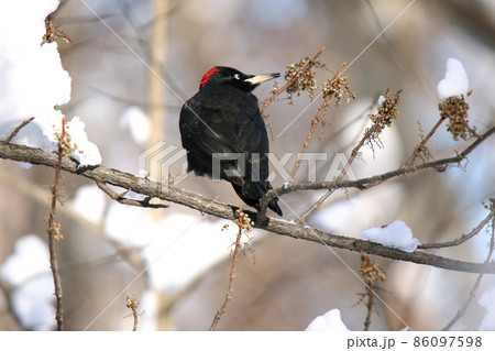 クマゲラ くまげら 熊啄木鳥 北海道野鳥 クマゲラ くまげら 熊啄木鳥 北海道野鳥 86097598