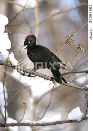 クマゲラ　くまげら　熊啄木鳥　北海道野鳥 86097605