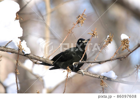 クマゲラ　くまげら　熊啄木鳥　北海道野鳥 86097608