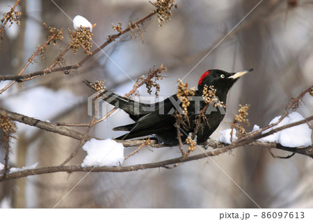 クマゲラ くまげら 熊啄木鳥 天然記念物 北海道野鳥 クマゲラ くまげら 熊啄木鳥 天然記念物 北海道野鳥 86097613