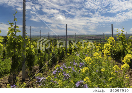 Floral spacing in organic vineyard, Southern Moravia, Czech Republic Floral spacing in organic vineyard, Southern Moravia, Czech Republic 86097910