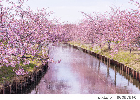 河津桜 笠松河津桜ロード 松阪観光スポット 桜の名所 河津桜 笠松河津桜ロード 松阪観光スポット 桜の名所 86097960