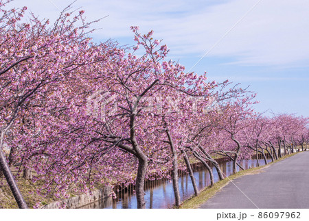 河津桜　笠松河津桜ロード　松阪観光スポット　桜の名所 86097962