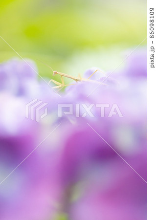 花の上のかまきりの子 花の上のかまきりの子 86098109