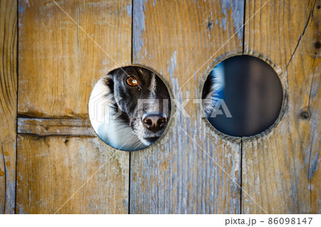 dog looking through a hole in the fence 86098147