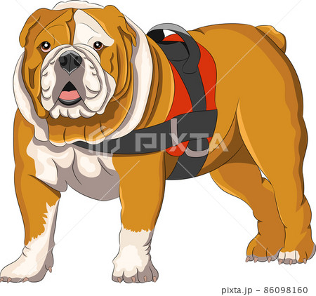 Vector drawing of a Great English Bulldog isolated on a white background. 86098160