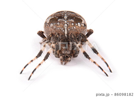 Female spider crusader Female spider crusader 86098182