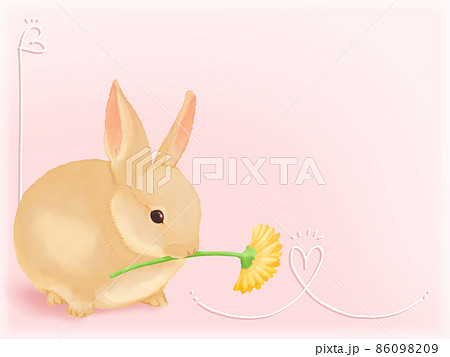 黄色のガーベラを咥えたミルクティー色の子ウサギ（シンプルピンク背景） 86098209