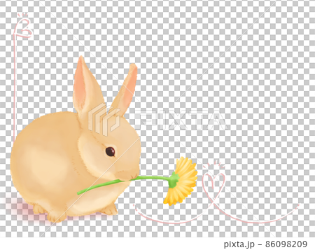 黄色のガーベラを咥えたミルクティー色の子ウサギ（シンプルピンク背景） 86098209