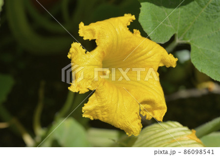 Giant pumpkin Giant pumpkin 86098541