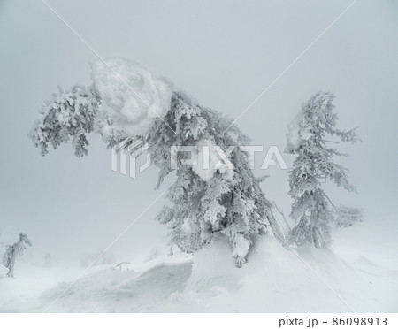 Magical bizarre silhouettes of trees are plastered with snow. Arctic harsh nature. A mystical fairy tale of the winter misty forest. 86098913