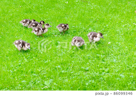 funny ducklings on the green lawn 86099346