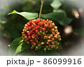 fruits of viburtum lantana and plant. 86099916