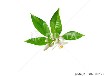 Orange white flower, buds and leaves branch isolated on white Orange white flower, buds and leaves branch isolated on white 86100477