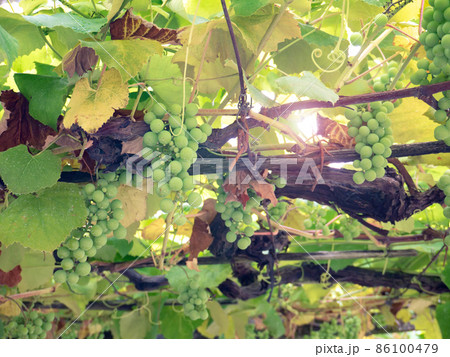 Grape branches with green unripe fruits and leaves at the vineyard. Albarino cultivar. 86100479