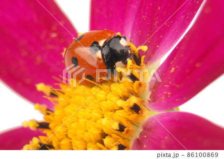 Ladybug sitting on kosmeyi 86100869