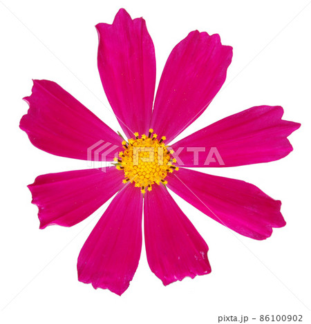 Purple kosmeya flower Purple kosmeya flower 86100902
