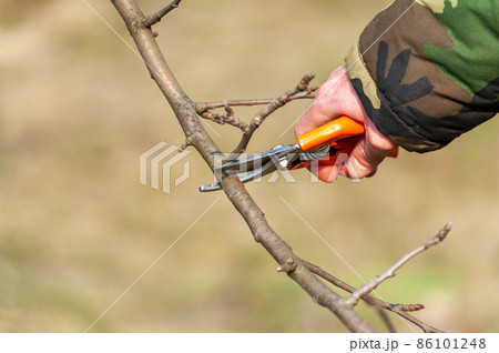The farmer looks after the orchard . 86101248