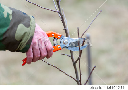 The farmer looks after the orchard . 86101251