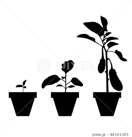 Growing eggplants in pots set 86101305